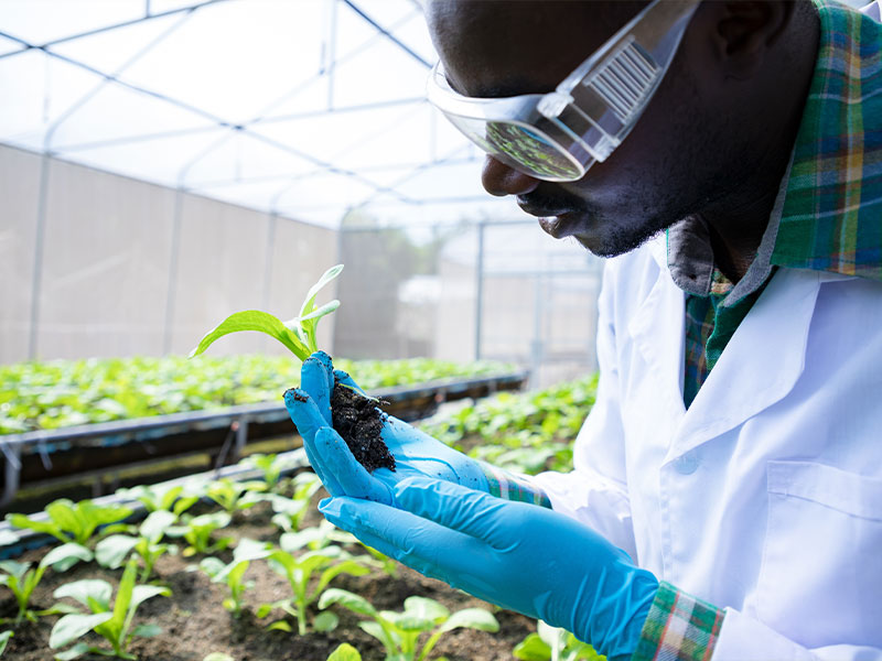 Environmental scientist inspecting plant sample