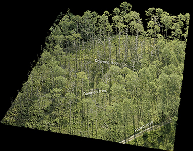 Lidar Pointcloud | Forest Damage - Apalachicola National Forest image